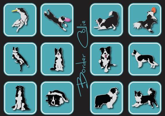 Border Collie Icon