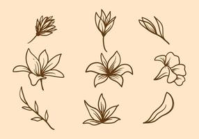 Easter Lily Vector