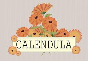 Free Calendula Illustration vector