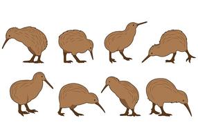 Set Of Kiwi Bird Vectors