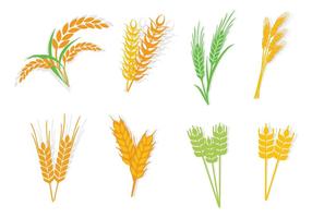 Different Type Oats Vector