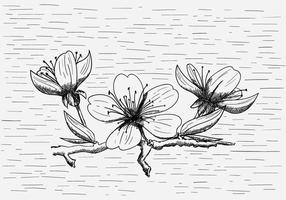 Vector libre flor de durazno ilustración