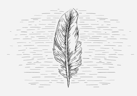 vector drawing black feathers on a white background 13764266 Vector Art at  Vecteezy