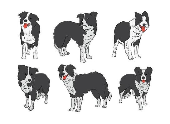 Free Border Collie Icons Vector