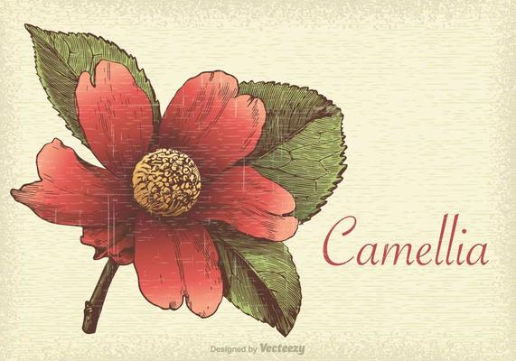 Free Retro Camellia Vector Illustration