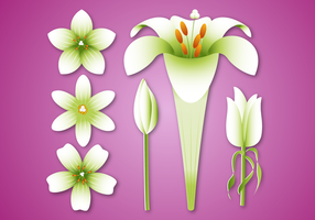 Free Easter Lily Vector