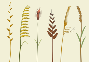 Free Sea Oats Vector