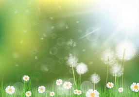 Beautiful Dandelion Background vector