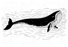 Vector Whale Illustration