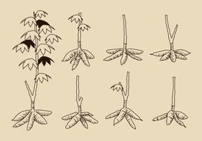 Hand Drawn Cassava Tree Free Vector