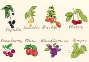 Watercolor Fruits vector