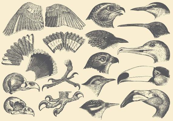 Bird Part Drawings