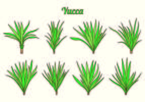 Set Of Yucca Vectors