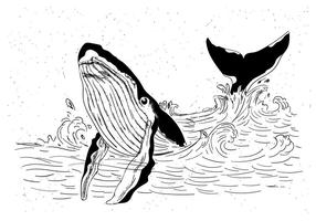 La mano libre del vector dibujado ballena