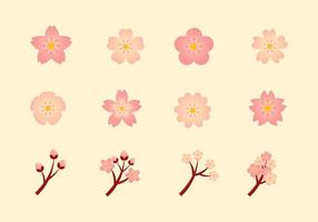 Peach Blossom Vector