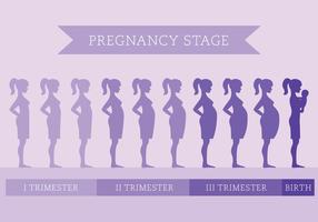 Stages Pregnancy Pregnant Women Changes Body Stock Vector (Royalty Free)  2043695303