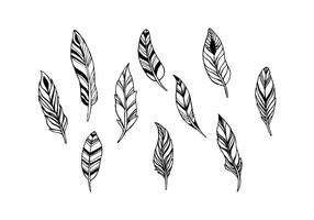 Free Feathers Vector 