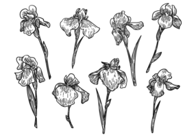 Free Hand Drawn Iris Flower Vectors