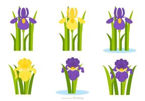 Flat Purple And Yellow Iris Flower Vector Set