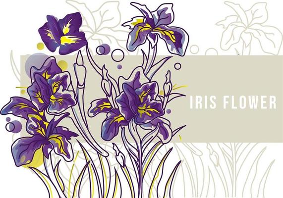 Iris Flower Banner Line Art