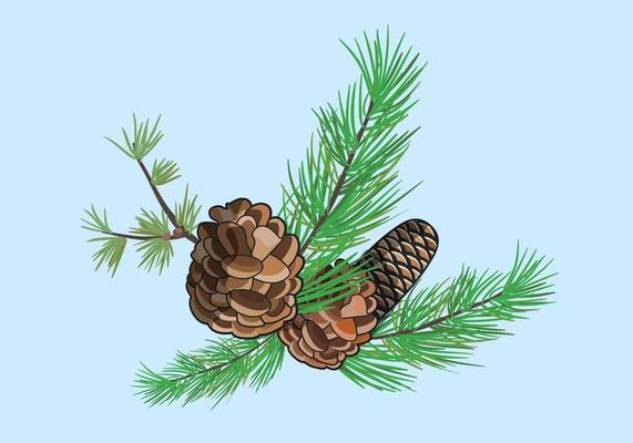 Vector Pine Cones Illustration