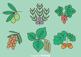 Vector de hierbas y especias de plantas