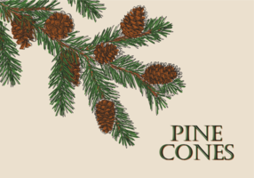 Free Hand Drawn Pine Cones Vectors