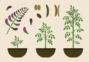 Licorice Plant Free Vector