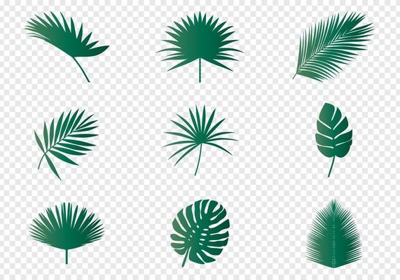Palm Leaves