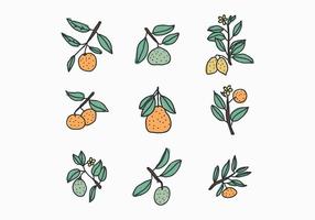 Citrus Doodles vector