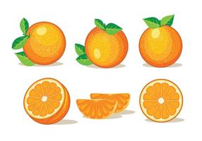 Conjunto de frutas aisladas Clementine sobre fondo blanco vector