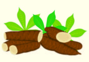 Vector Illustration Of Cassava 