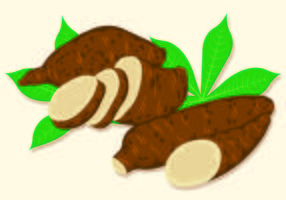 Vector Illustration Of Cassava 