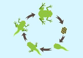 Life Cycle of a Frog Vector