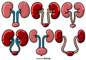 Vector Kidney Colored Icons - Urology
