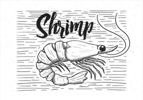 Free Vector Hand Drawn Shrimp Illustration