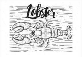 Vector Hand Drawn Lobster Illustration