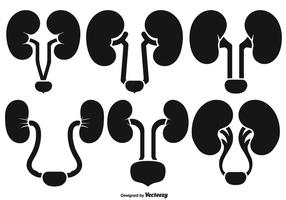 Vector Kidney Icons - Urology