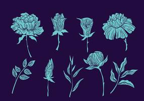 Collection of Gravure Style Illustration Flowers and Leaves vector