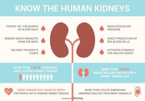 Kidneys Facts And Diseases Vector Infographics