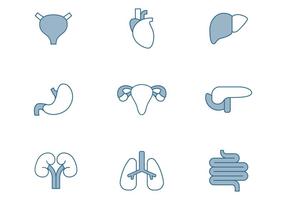 Iconos de órganos humanos vector