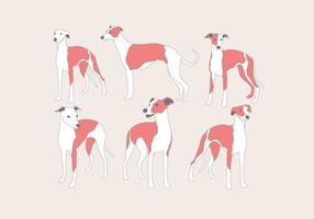 Vector de Whippet