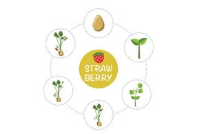 Strawberry Plant Growth Vector