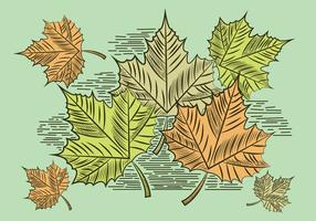 Leaf Vector Illustration