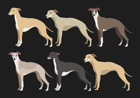 Whippet perro colecciones vectoriales vector