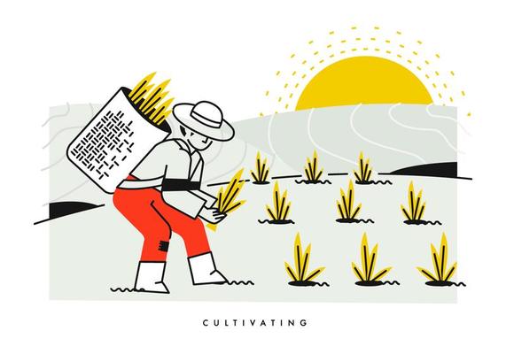 Peasant Cultivating And Planting Rice Vector Illustration