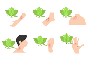 Poison Ivy Illustration Vector