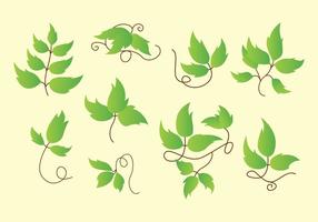 Poison Ivy Icons vector