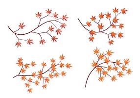 Set of Japanese Maple Leaves with Isolated on White Background vector