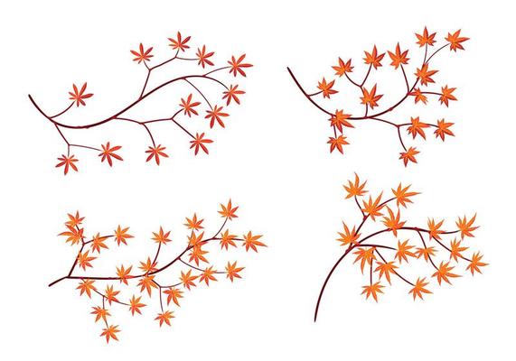 Set of Japanese Maple Leaves with Isolated on White Background